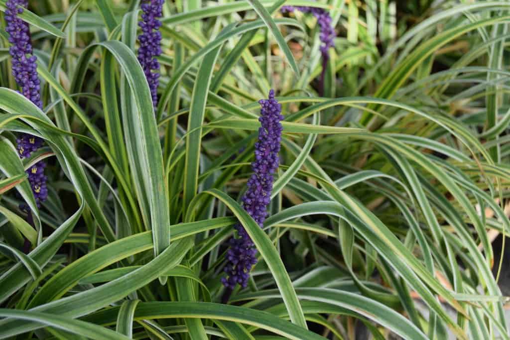 Liriope muscari 'John Burch' <span class="hidden specialOffer"></span> ---